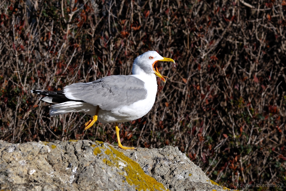 06163 Larus michahellis (Gabbiano reale).jpg